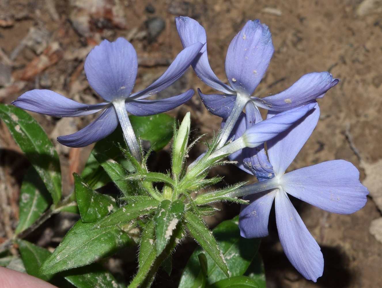 Image of Phlox divaricata specimen.
