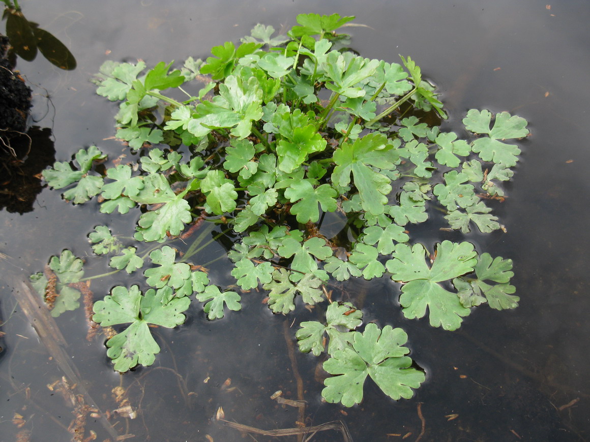 Image of Ranunculus sceleratus specimen.