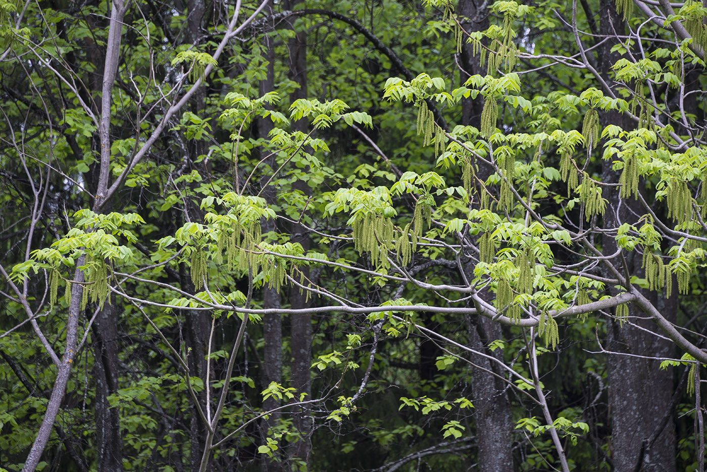 Изображение особи Juglans mandshurica.