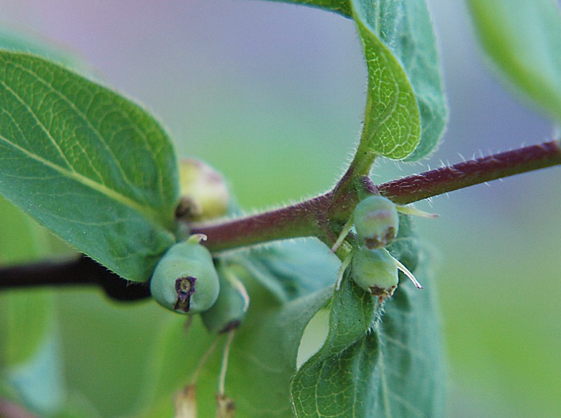 Изображение особи Lonicera caerulea.