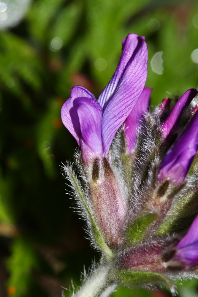 Image of Oxytropis ruthenica specimen.