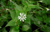 Stellaria nemorum. Верхушка цветущего растения. Московская обл., Сергиево-Посадский р-н, окр. Абрамцево, Глебовский овраг, под пологом широколиственного леса. 07.06.2014.