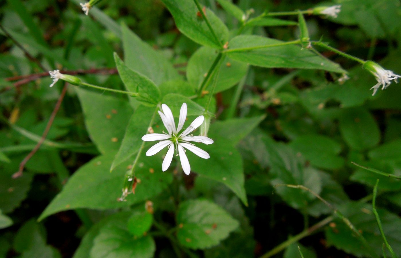 Image of Stellaria nemorum specimen.