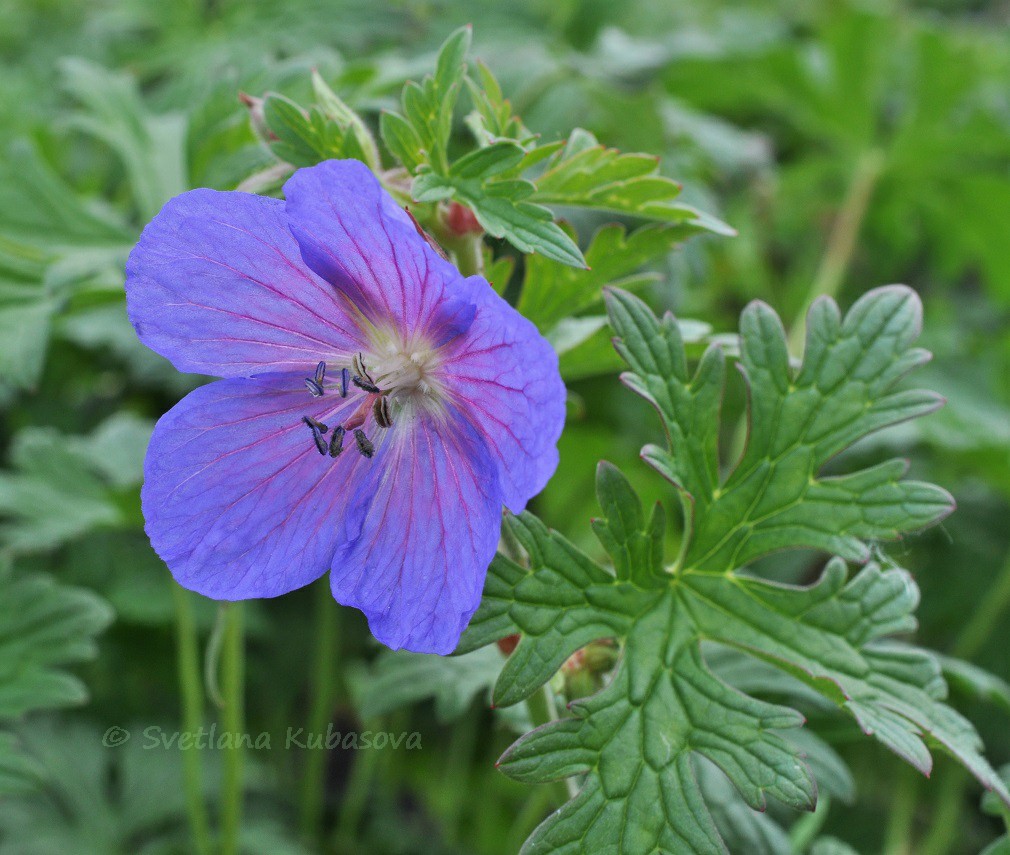 Image of Geranium himalayense specimen.