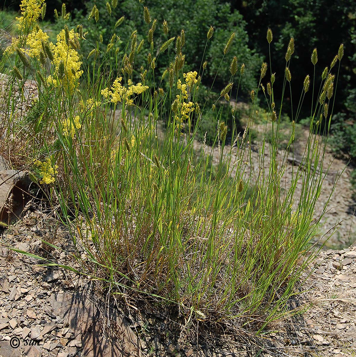 Изображение особи Agropyron pectinatum.