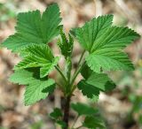 Ribes hispidulum