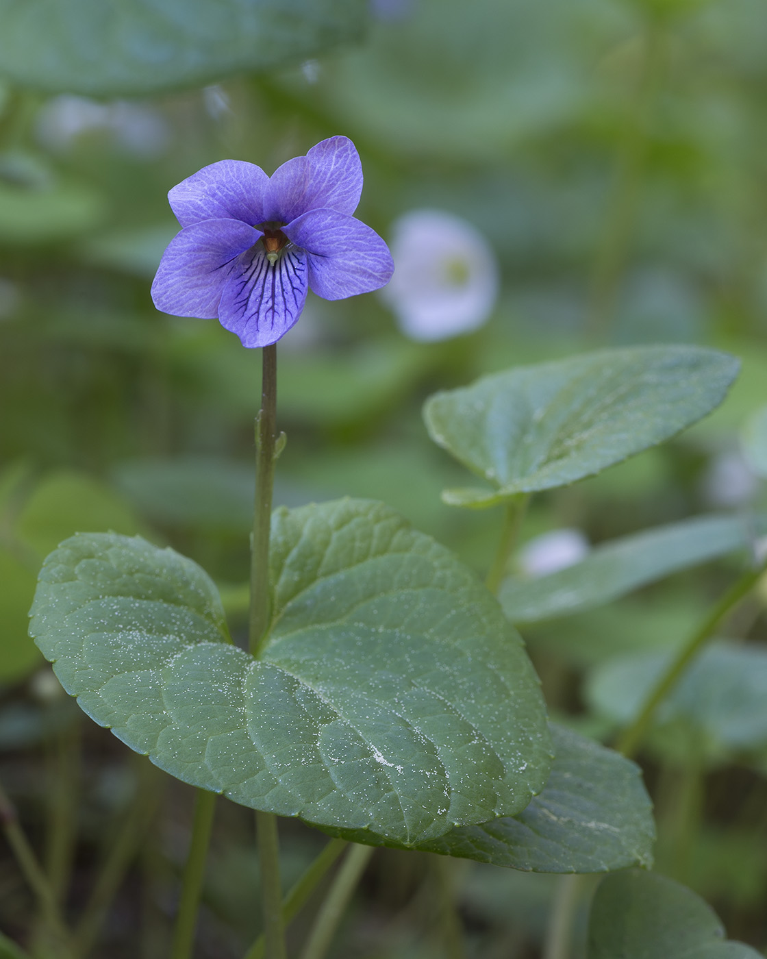 Image of Viola epipsila specimen.