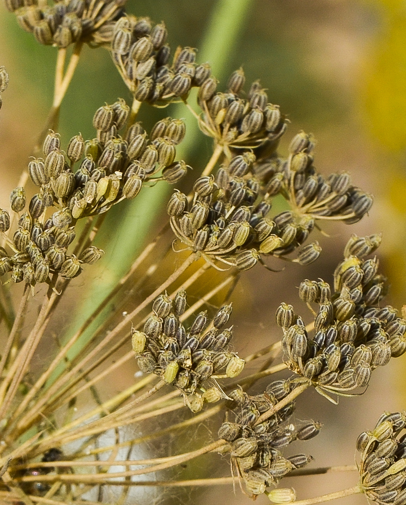 Image of Ammi majus specimen.
