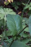 Crepis sibirica