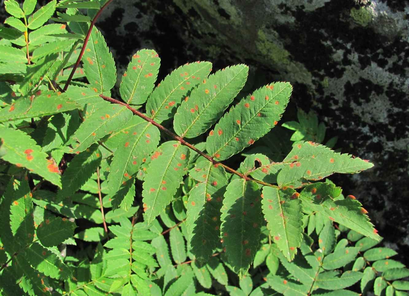 Image of Sorbus aucuparia specimen.