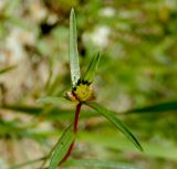 Euphorbia leptocaula