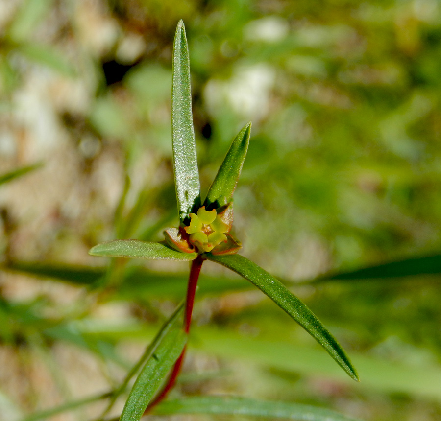 Image of Euphorbia leptocaula specimen.