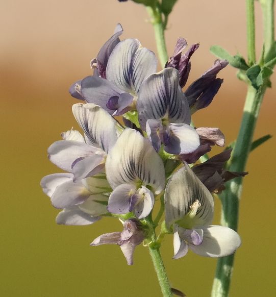 Image of Medicago &times; varia specimen.