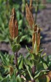 Gentiana dinarica