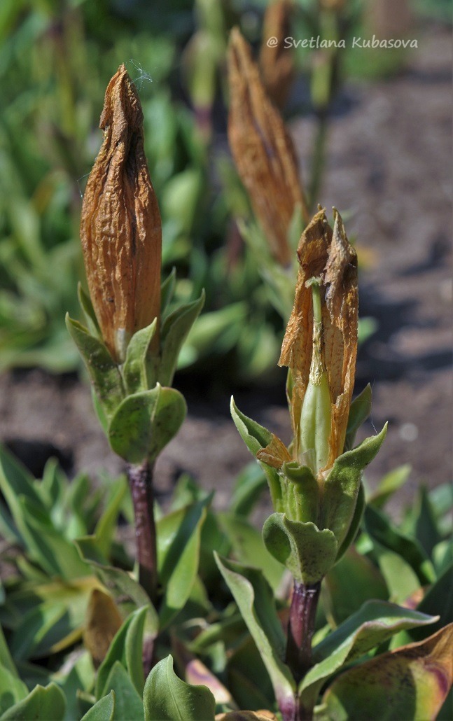 Изображение особи Gentiana dinarica.