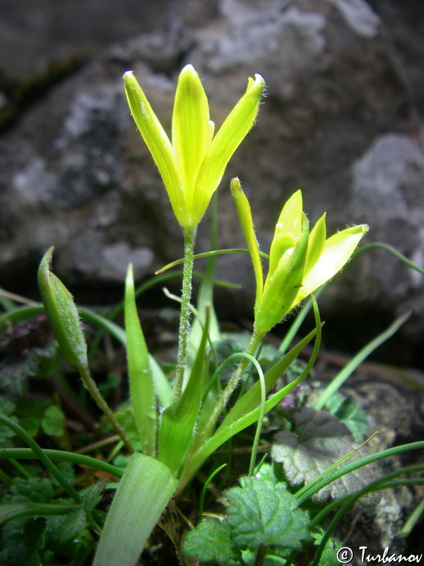 Image of Gagea granatellii specimen.