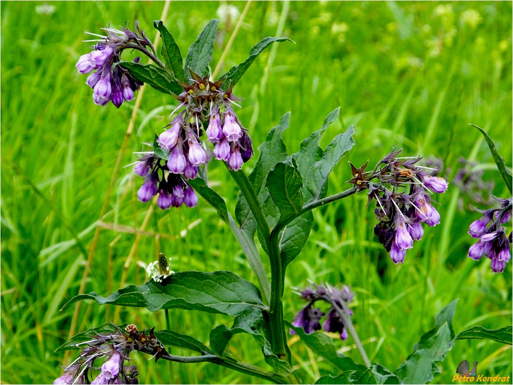 Изображение особи Symphytum officinale.