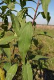 Helianthus tuberosus