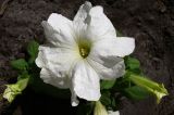 Petunia &times; atkinsiana