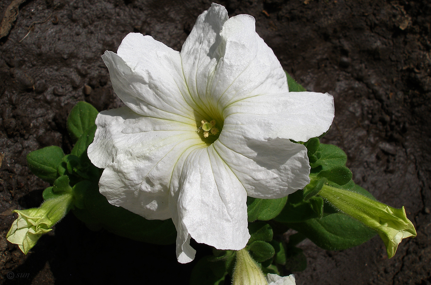 Image of Petunia &times; atkinsiana specimen.
