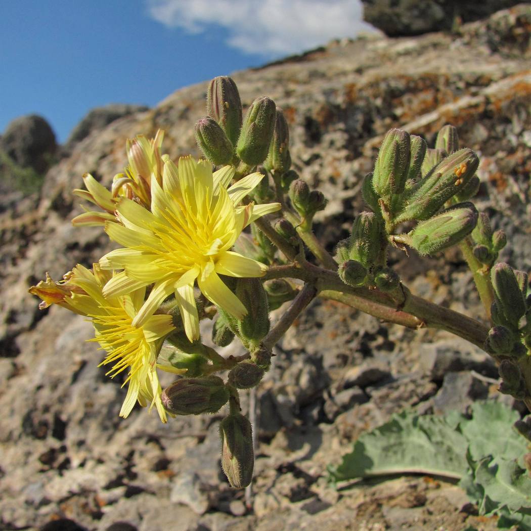 Изображение особи Steptorhamphus crassicaulis.