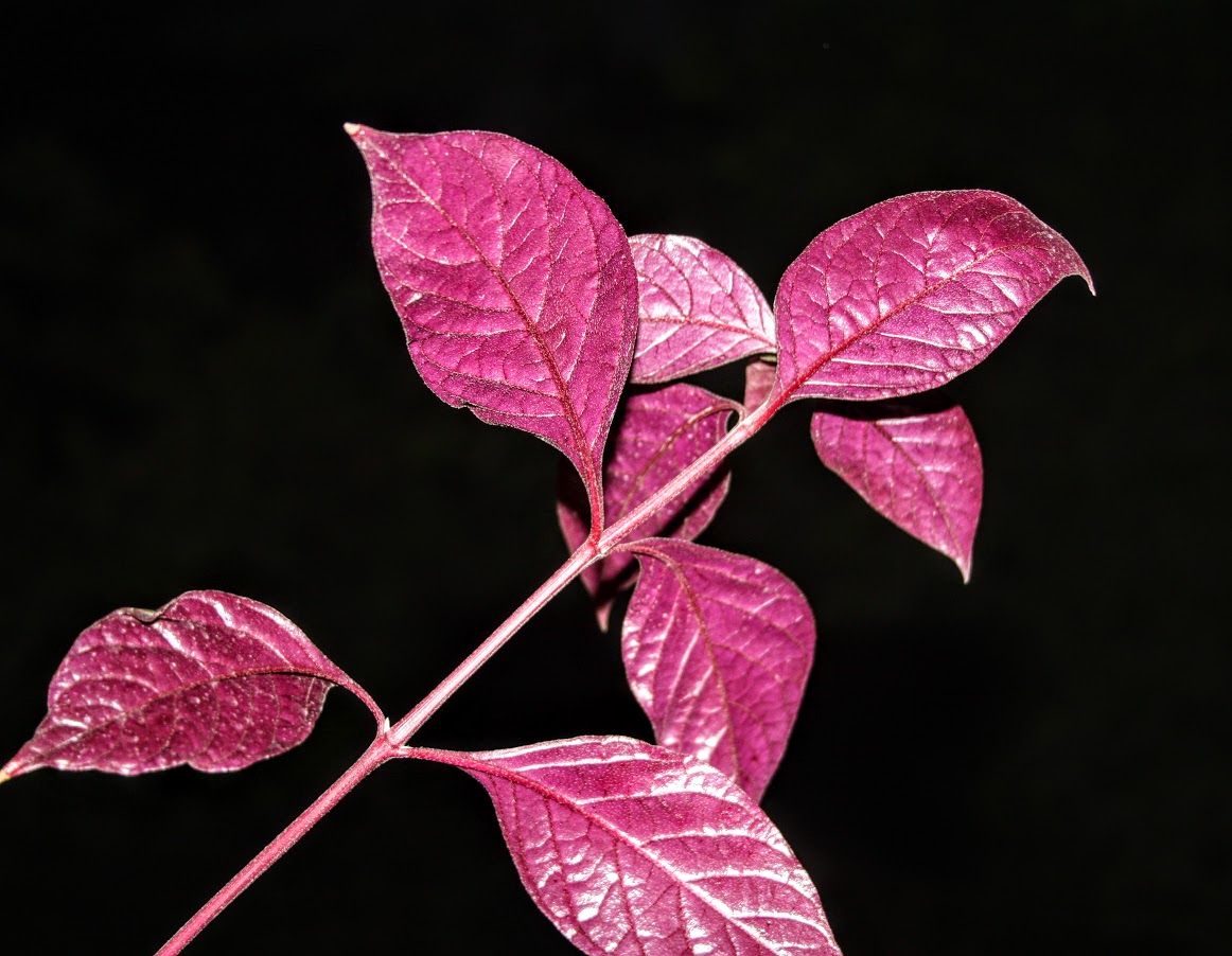 Image of Alternanthera bettzickiana specimen.