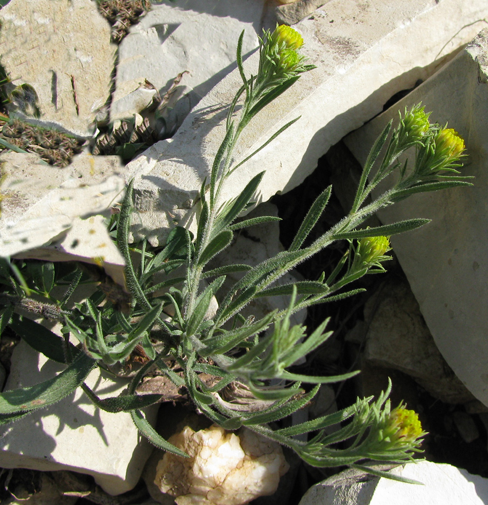 Image of Galatella pontica specimen.