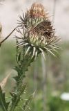 Onopordum tauricum