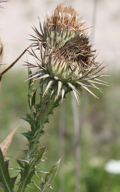 Image of Onopordum tauricum specimen.