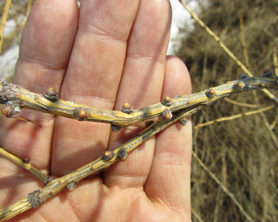 Image of Larix sukaczewii specimen.