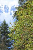 Acer trautvetteri