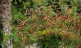Indigofera heterantha