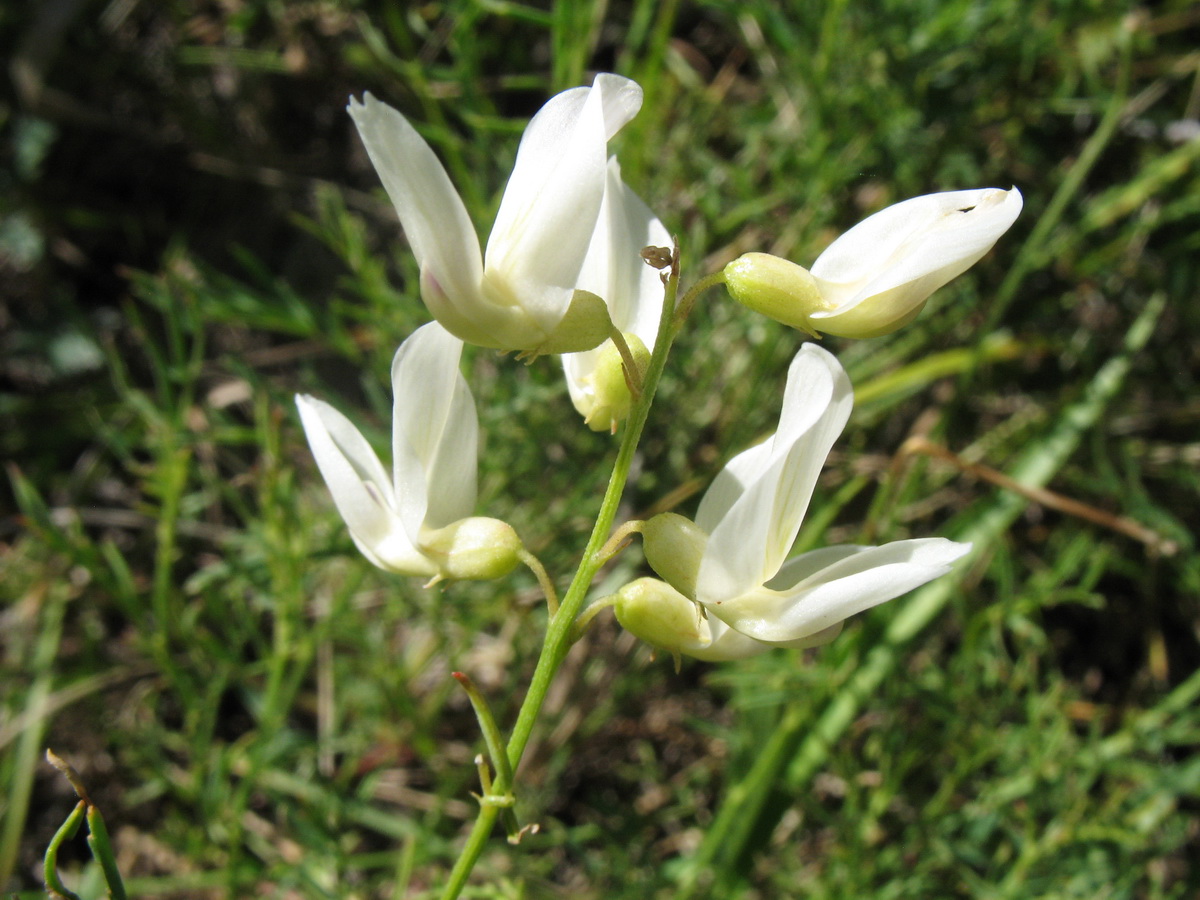 Изображение особи Astragalus pseudomacropterus.