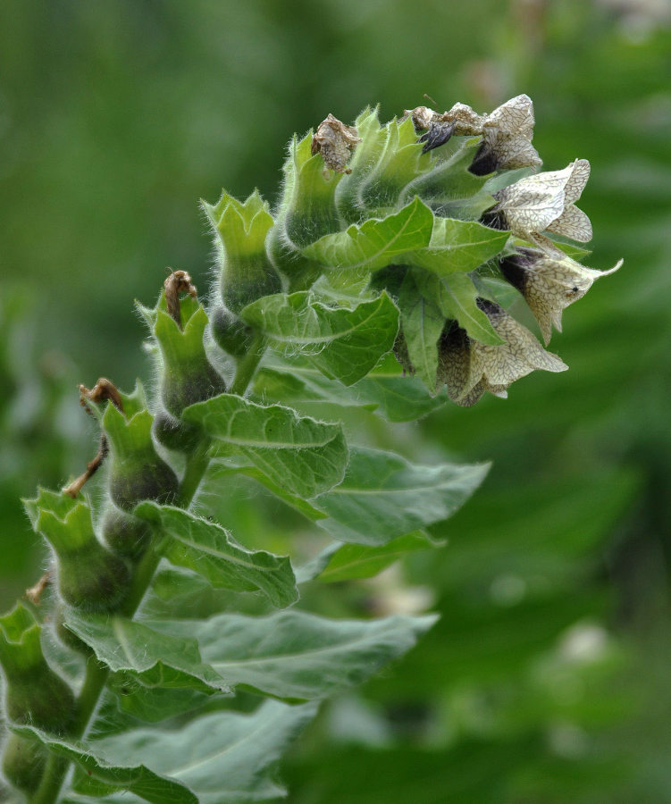 Изображение особи Hyoscyamus niger.