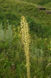 Eremurus altaicus
