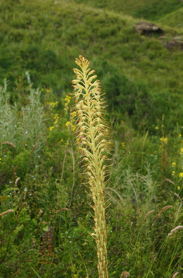 Изображение особи Eremurus altaicus.