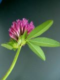 Trifolium medium