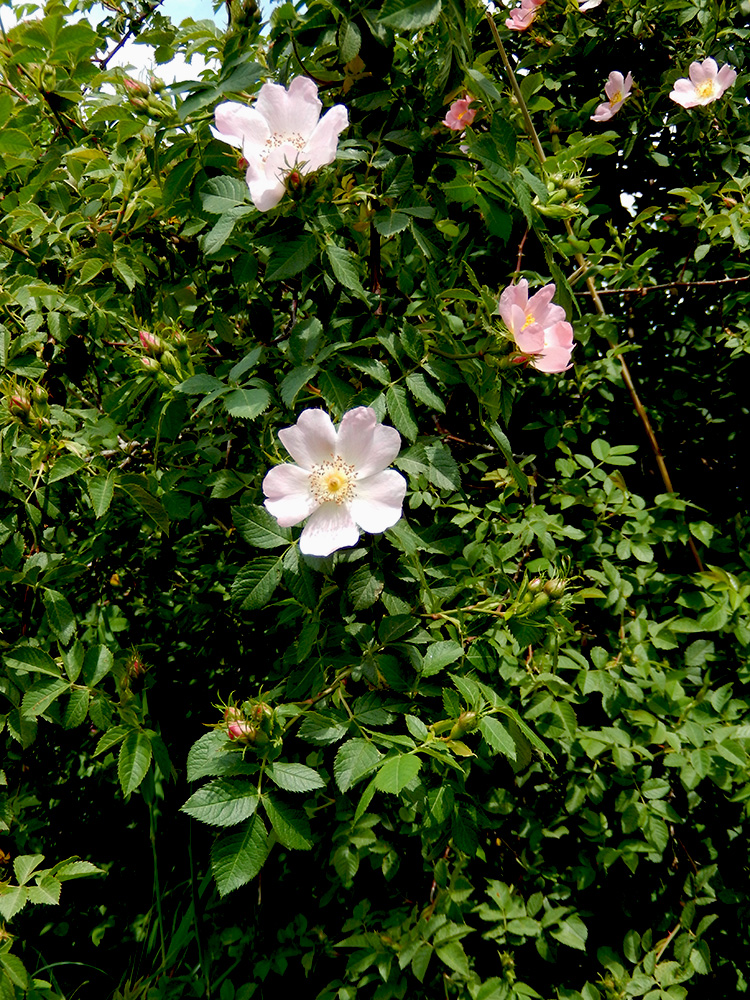 Изображение особи Rosa corymbifera.