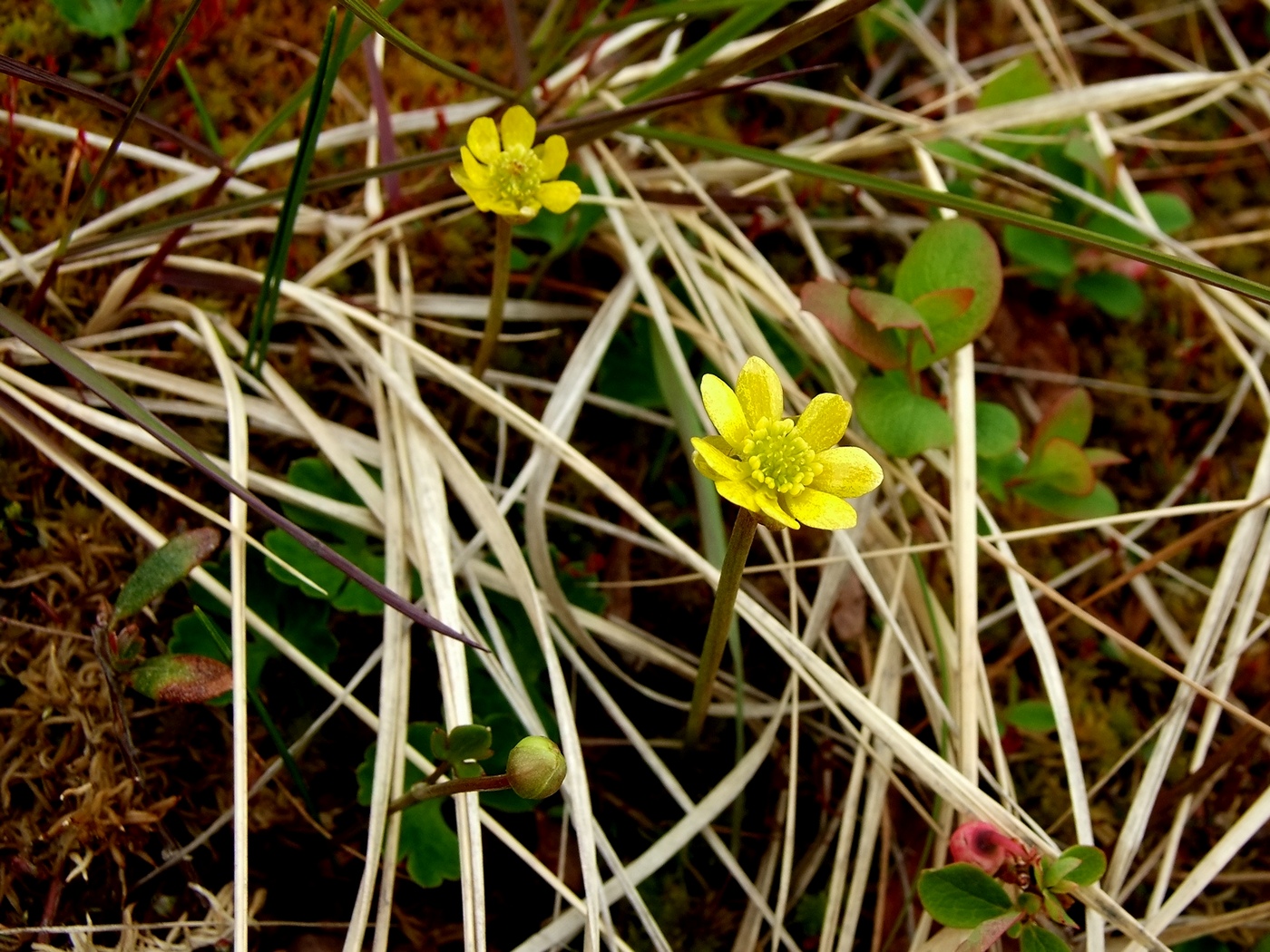 Изображение особи Ranunculus lapponicus.