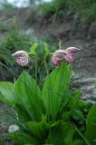 Cypripedium guttatum