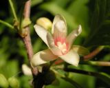 Schisandra chinensis. Цветок. Приморский край, Спасский р-н, окр. с. Хвалынка, кустарниковые заросли в долине р. Одарка. 21.05.2015.
