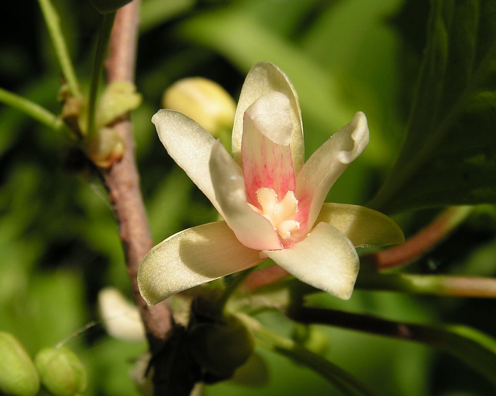 Изображение особи Schisandra chinensis.