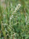 Omalotheca sylvatica. Верхушка цветущего растения. Орловская обл., национальный парк \"Орловское полесье\". 03.07.2007.