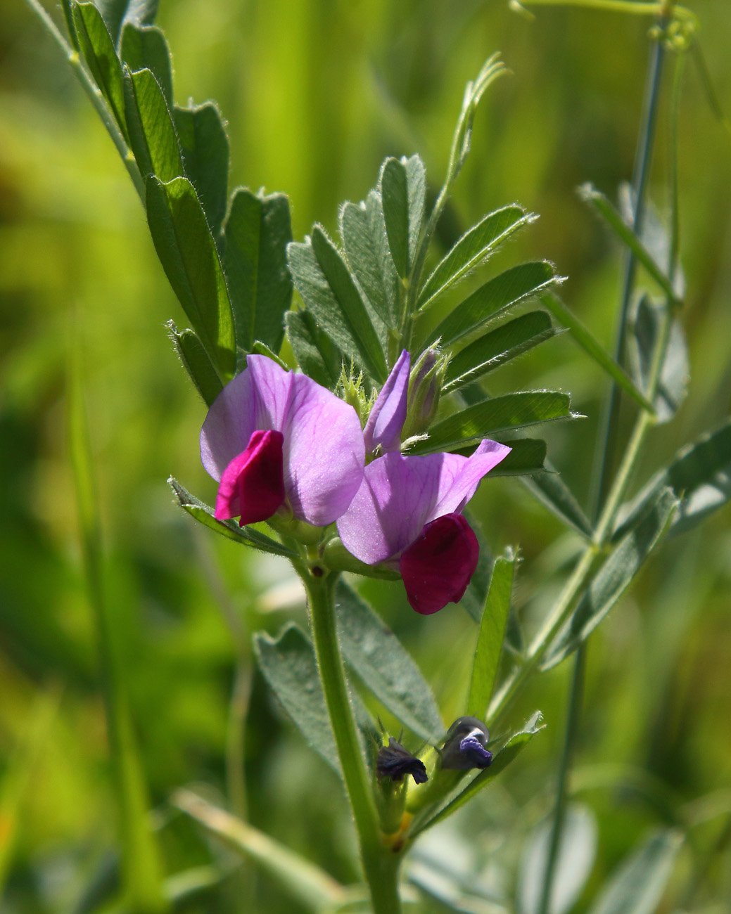 Изображение особи Vicia sativa.