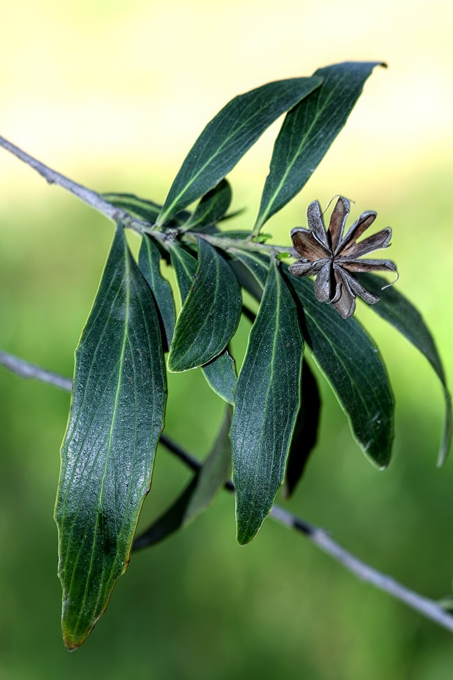 Изображение особи Quillaja brasiliensis.