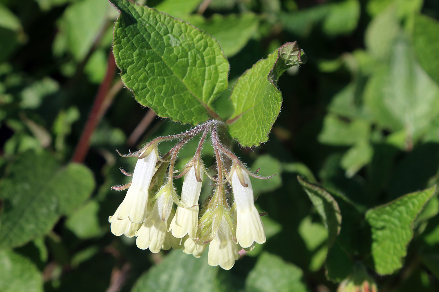 Изображение особи Symphytum grandiflorum.