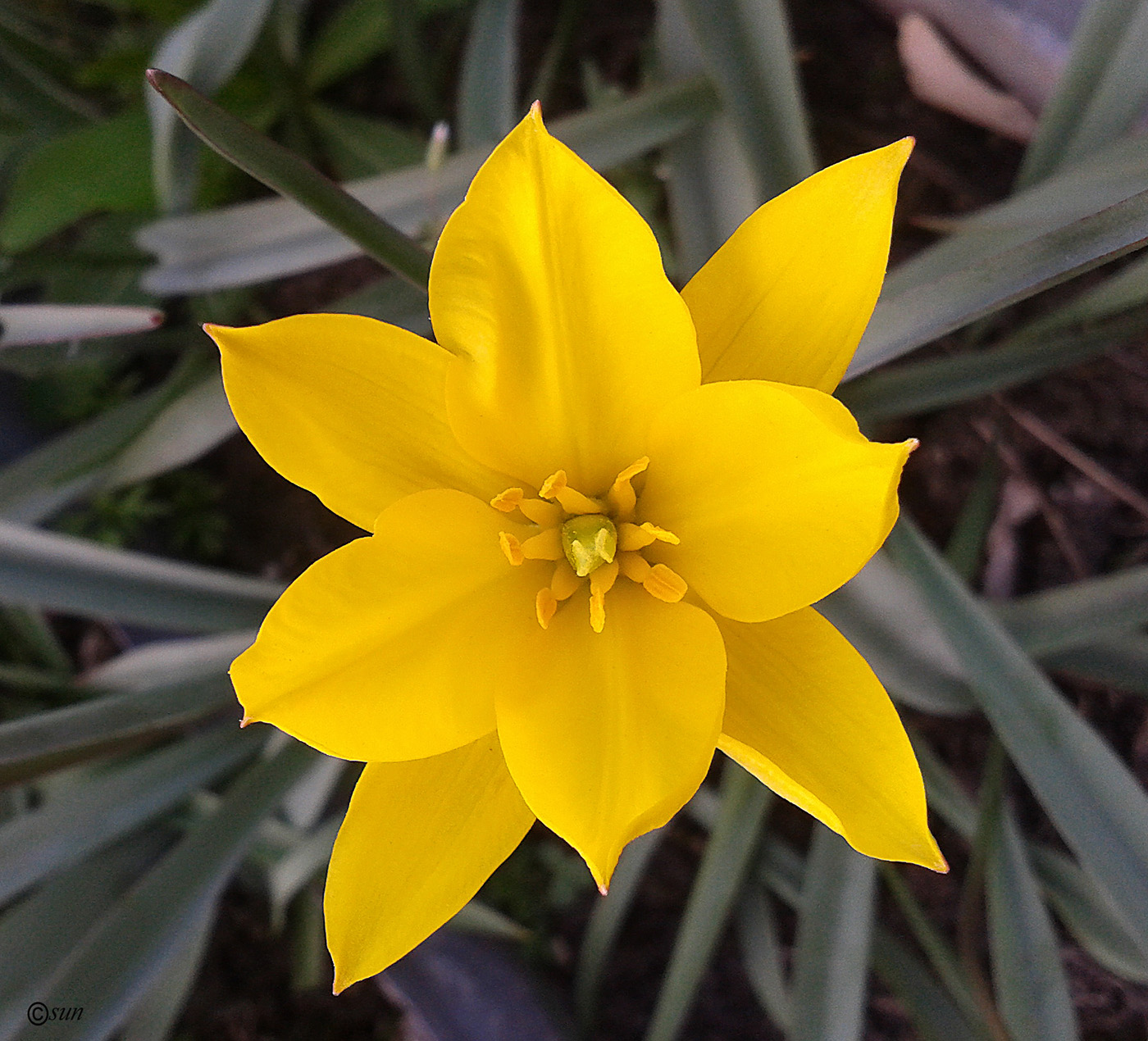 Image of Tulipa scythica specimen.