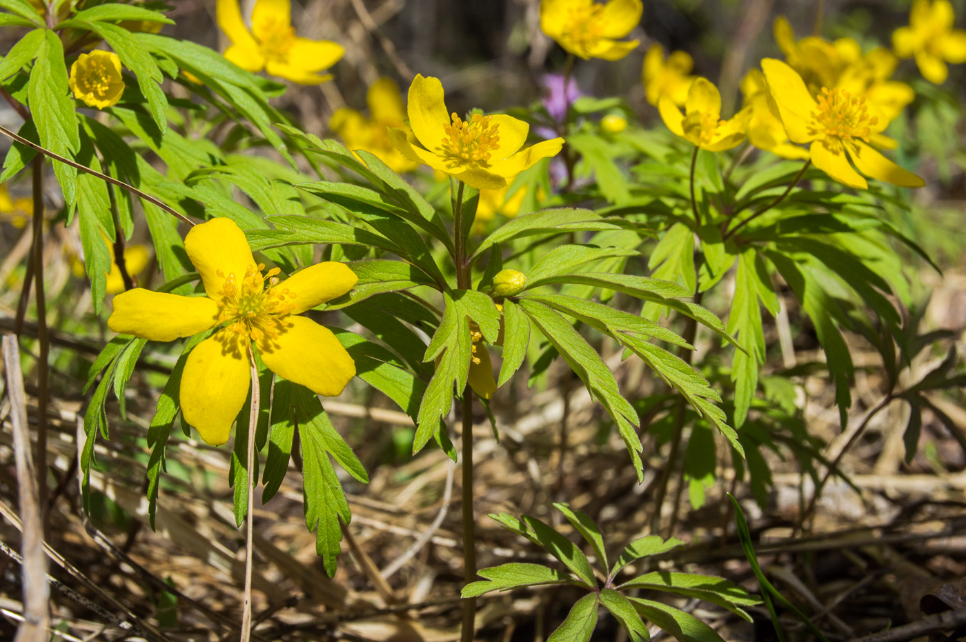 Изображение особи Anemone ranunculoides.