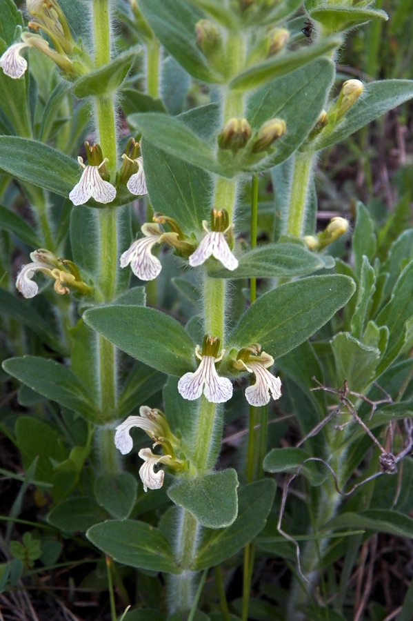 Image of Ajuga laxmannii specimen.