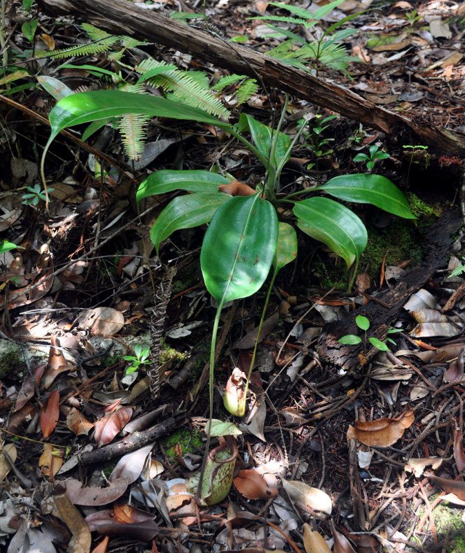 Image of Nepenthes rafflesiana specimen.